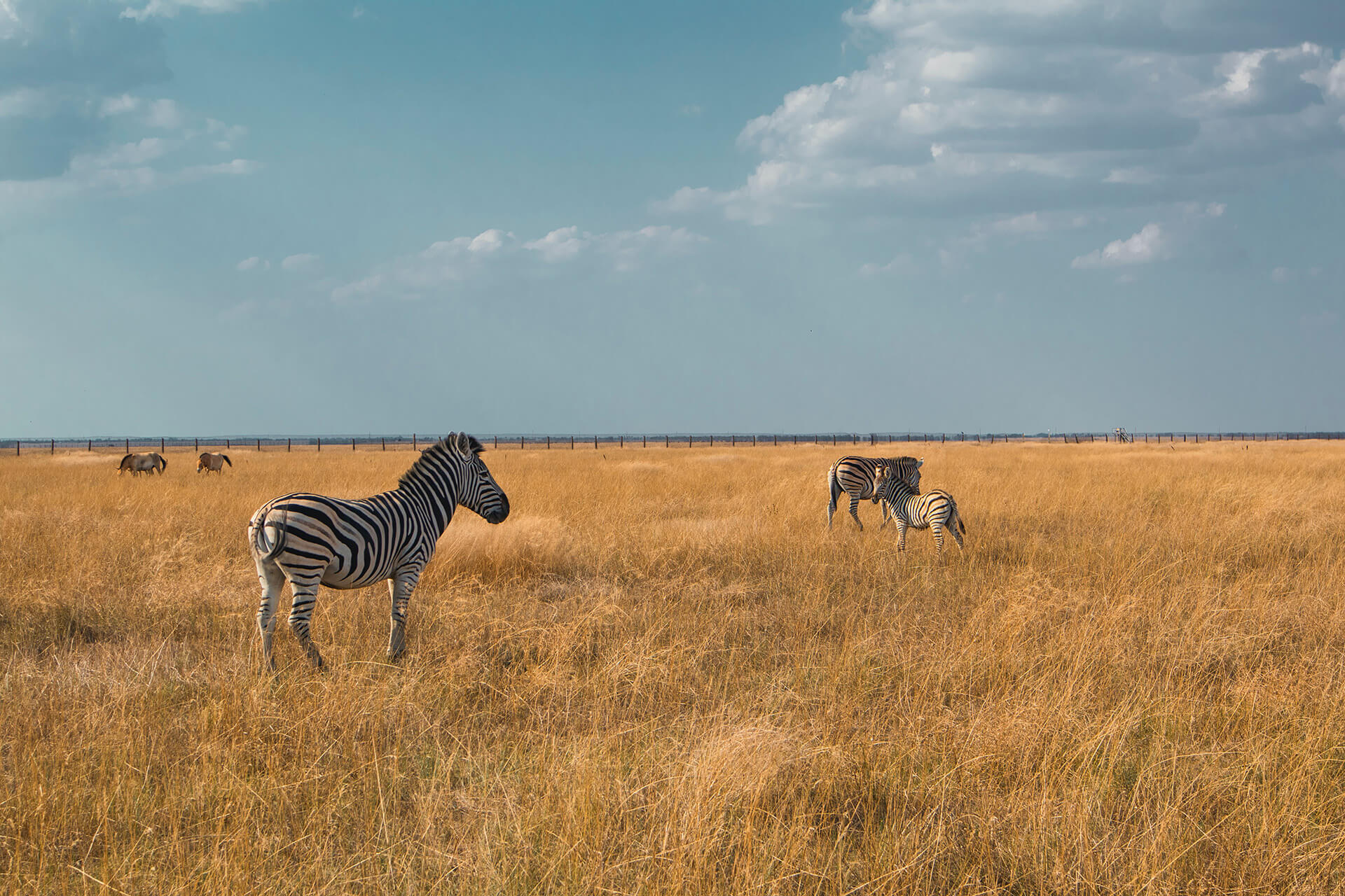 Wildlife in East Africa