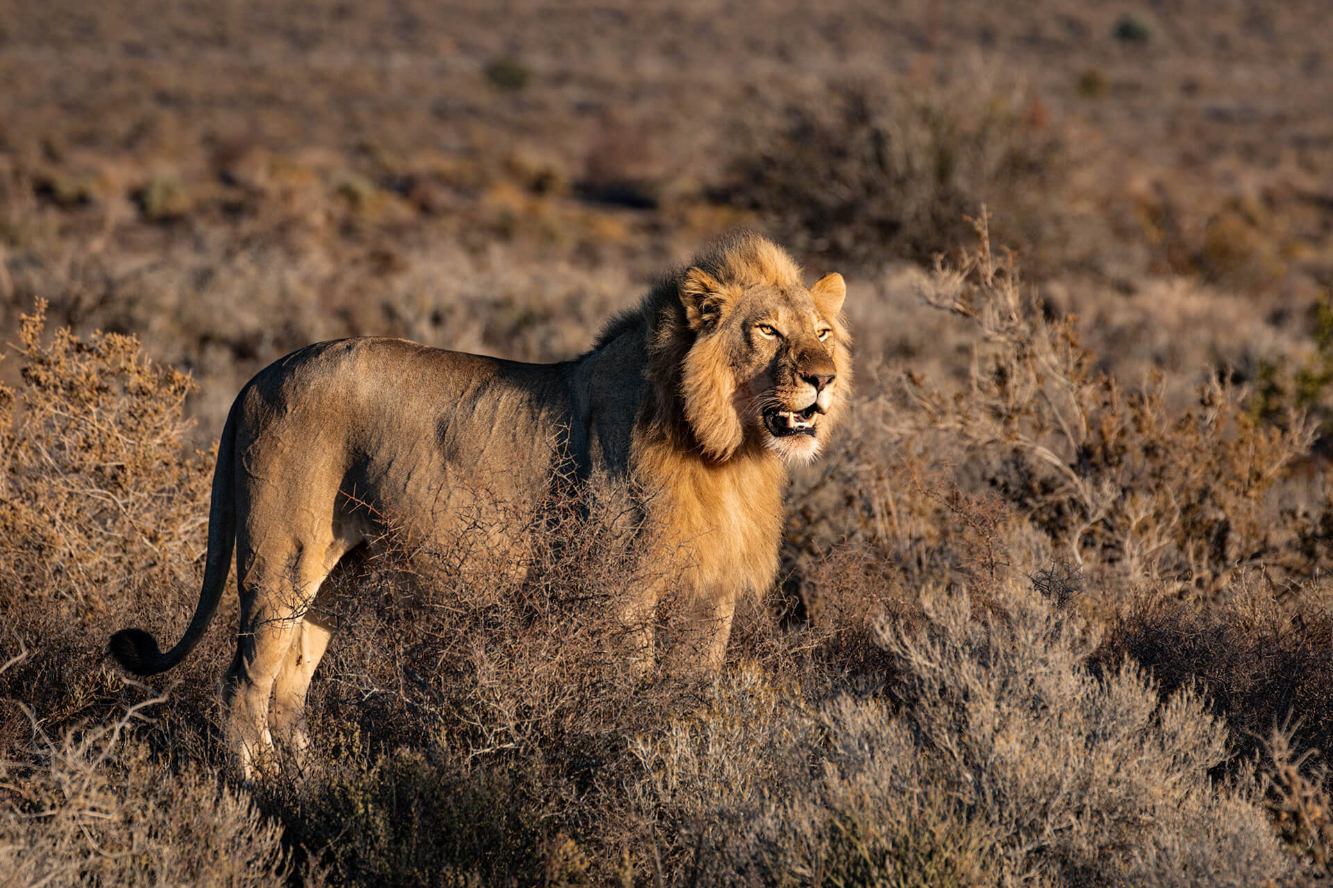 Serengeti Plains View