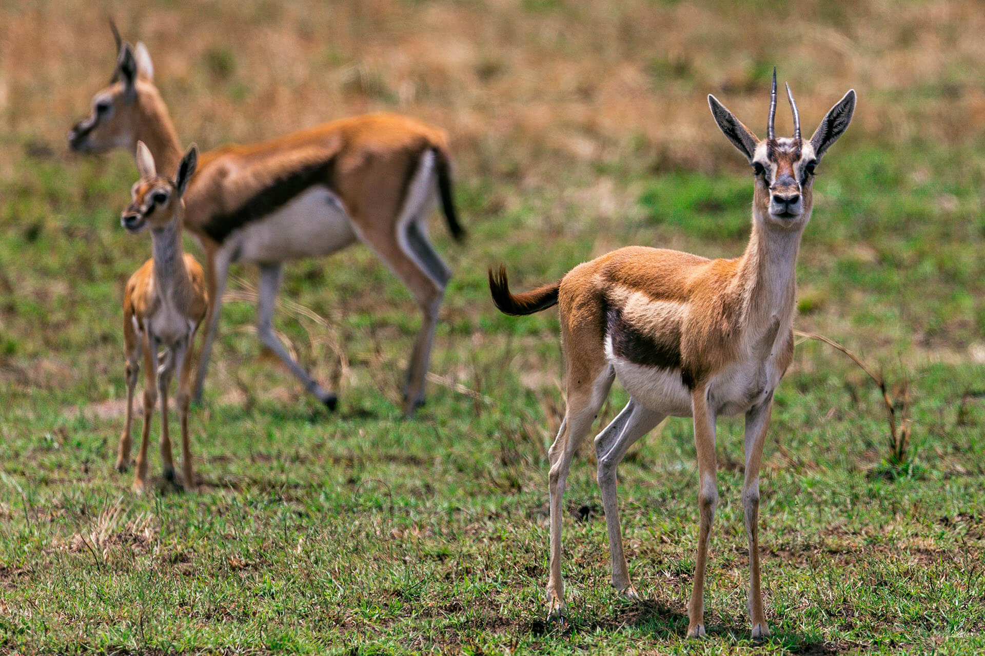 Serengeti Plains View