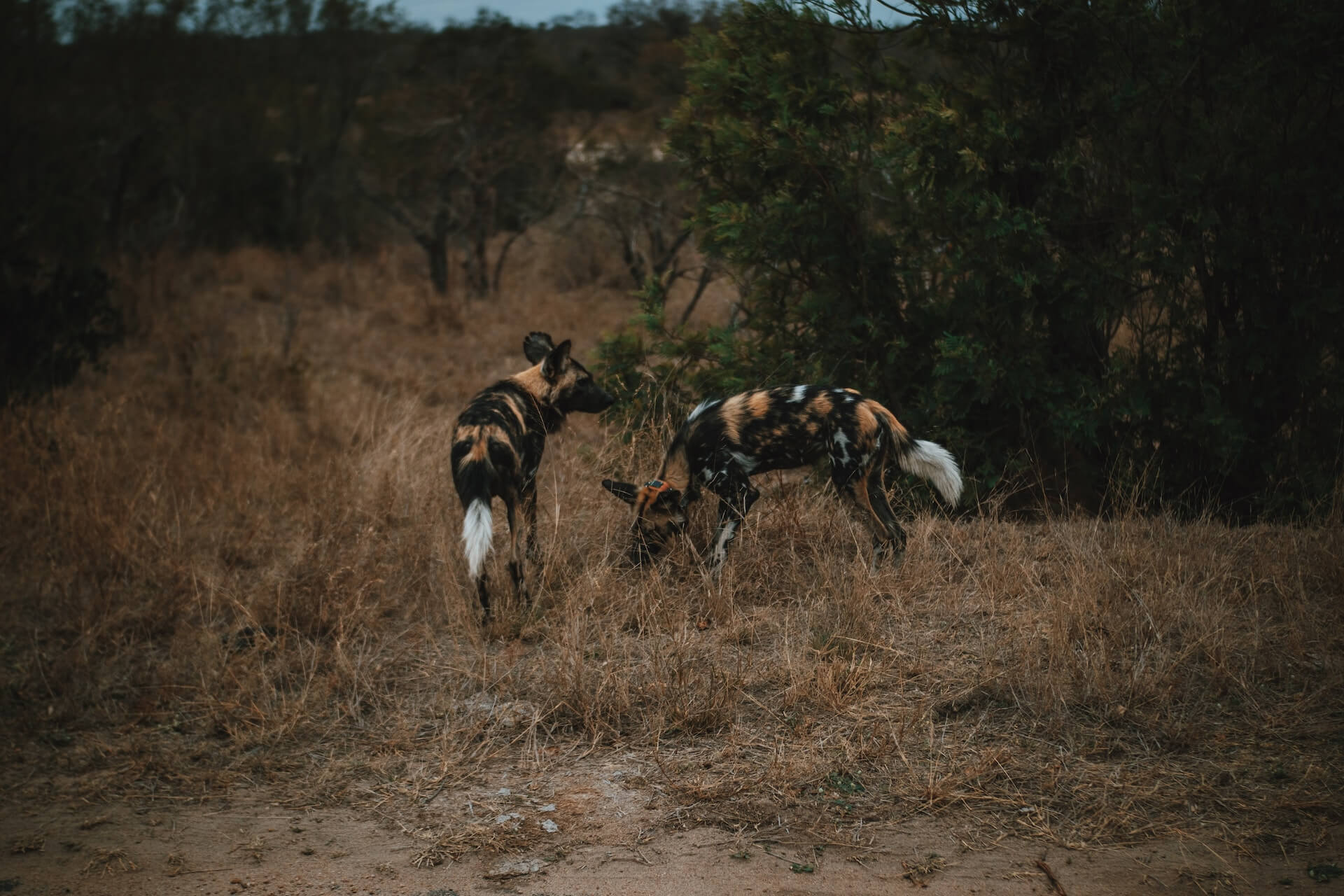 East African Safari Landscape