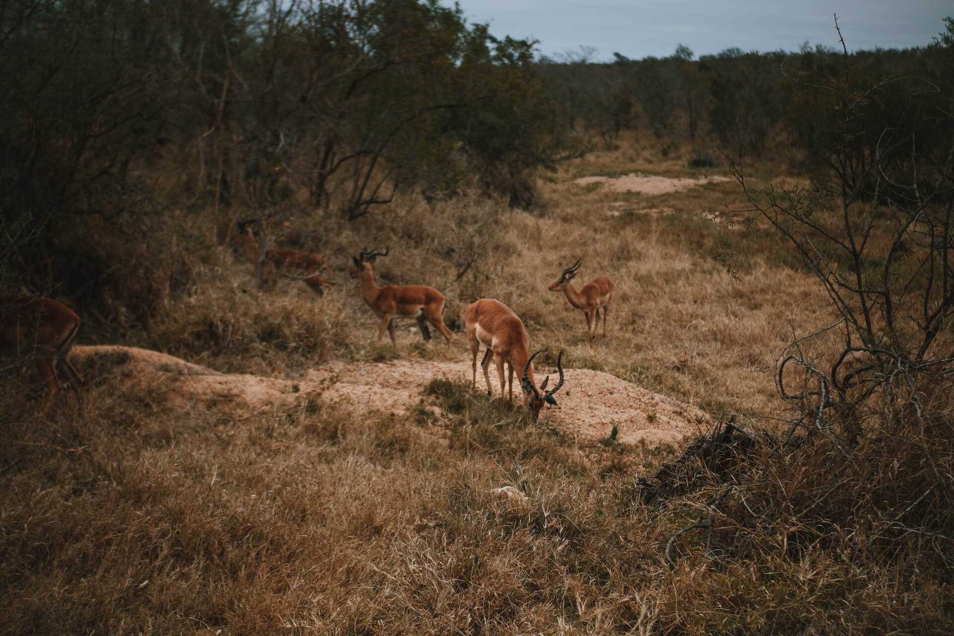 Serengeti Plains View