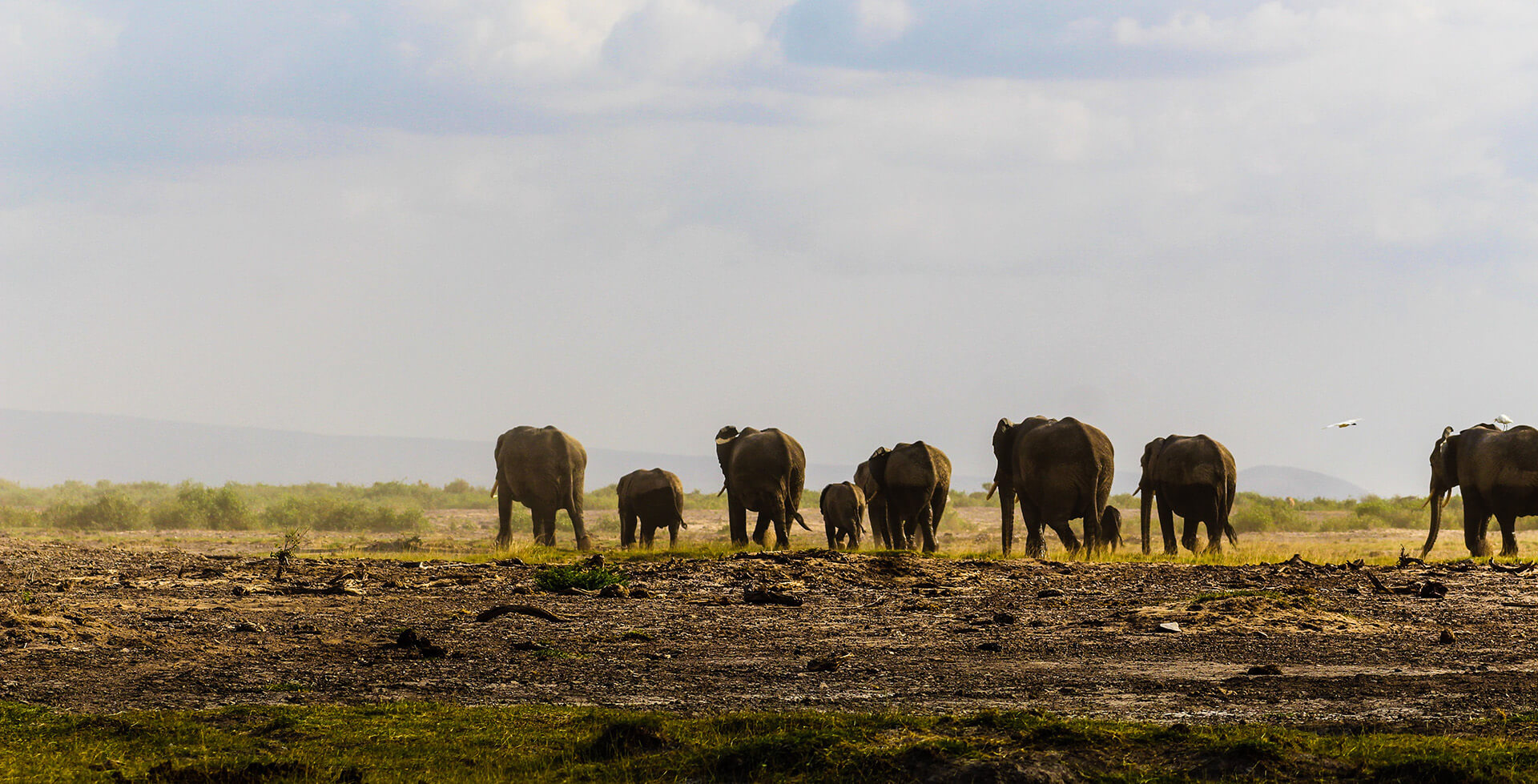 Safari Adventure